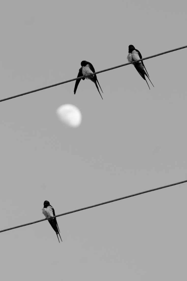 Le bal des&nbsp;hirondelles