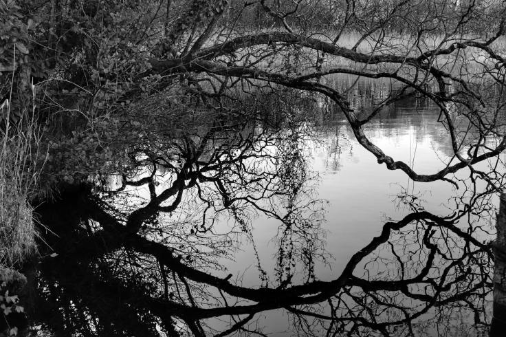 L’Écopsychologie : Écrire pour se reconnecter à la&nbsp;nature